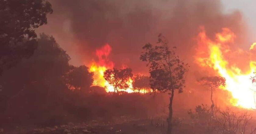 Wildfire violently spread throughout Algeria
