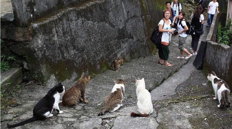Houtong Cat village Taiwan: A ‘Purrfect’ destination for cat lovers