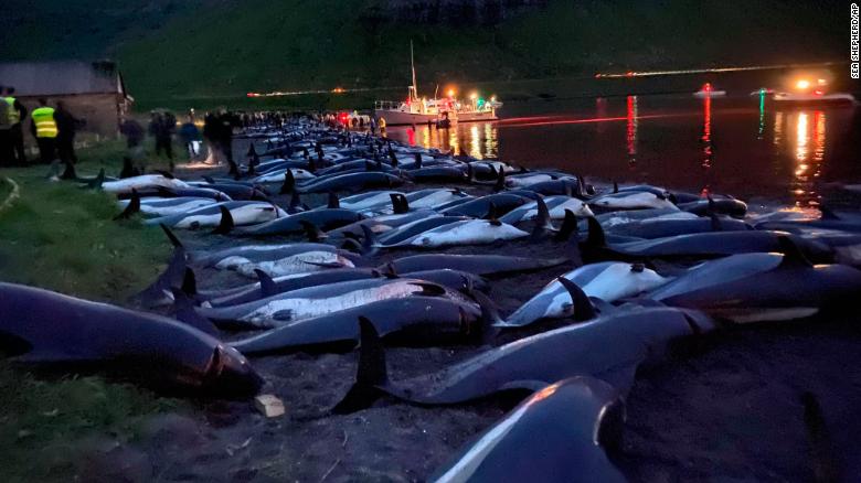 Over 1400 dolphins killed in the Faroe Islands
