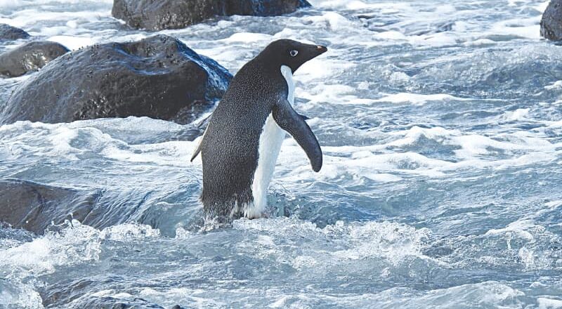 Adélie penguin makes 3000 km journey to New Zealand