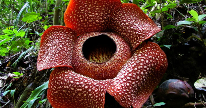 Rafflesia Arnoldii Corpse Flower: Unusual characteristics’ Flower