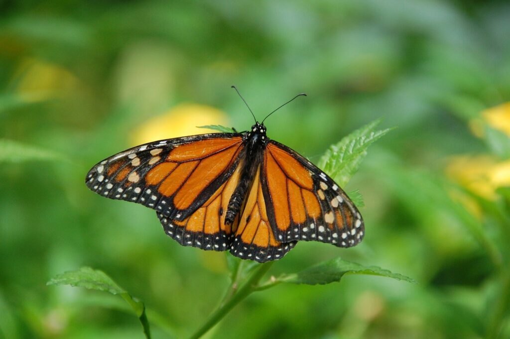 A Monarch Butterfly found in California.