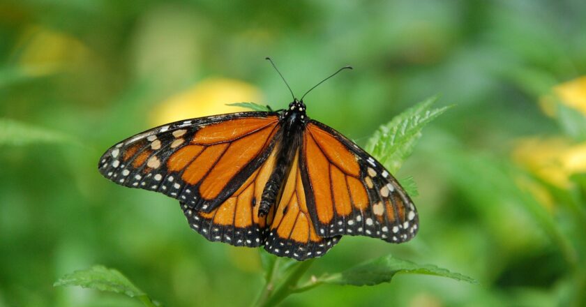 Species of butterflies critically endangered in California