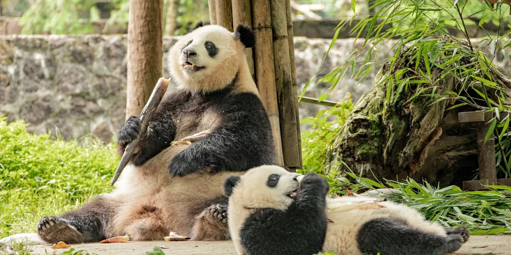 giant pandas