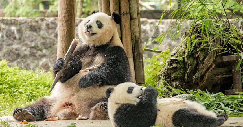 Giant Pandas: “Not Endangered” but “Vulnerable” to extinction