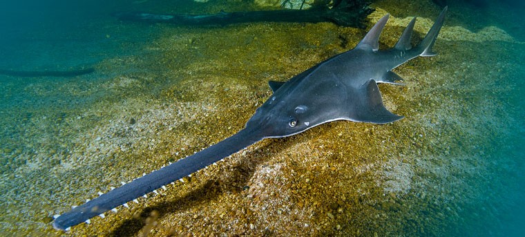 Long comb Sawfish critically Endangered now