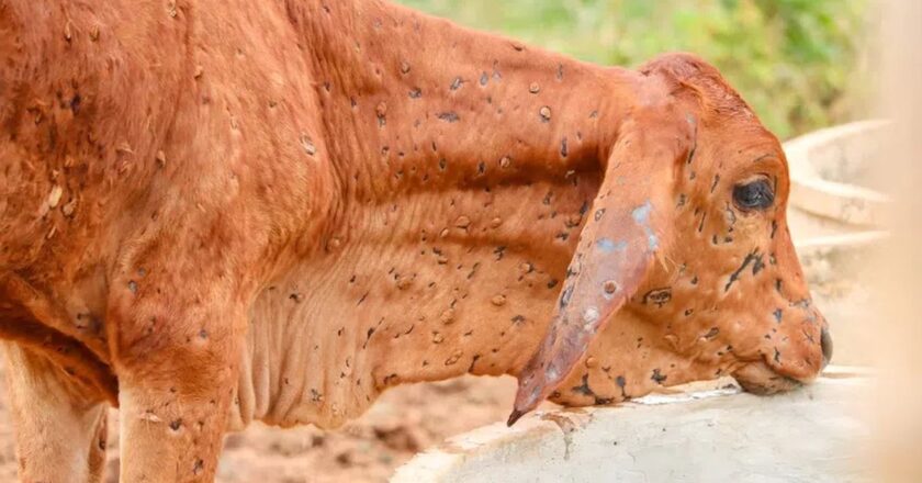 Cattle farms report an outbreak of Lumpy Skin Disease