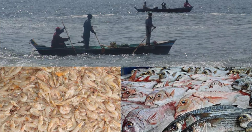 Pakistan’s Seafood Exports jump 52% to $37.9 million in July-August