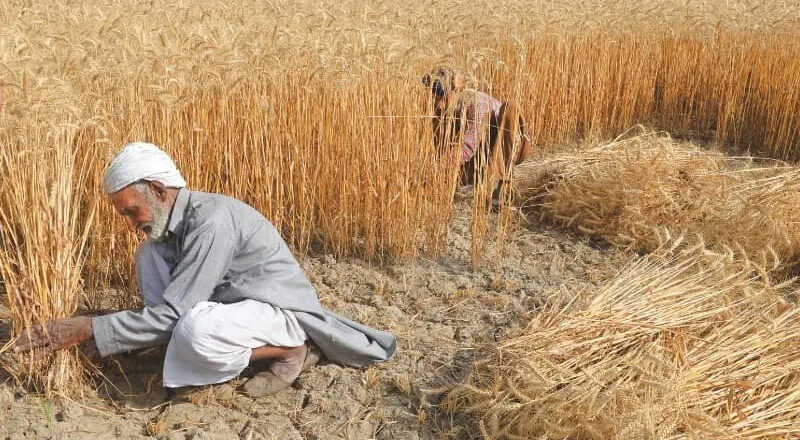Being an agricultural country, why Pakistan imports wheat every year