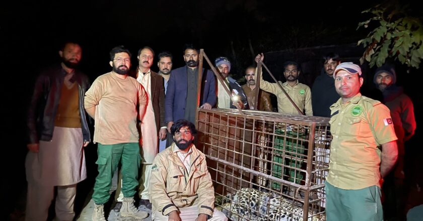 Leopard caught in DHA by authorities without any casualty