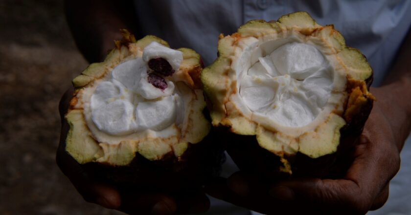 São Tomé and Príncipe revitalizing its chocolate trade.