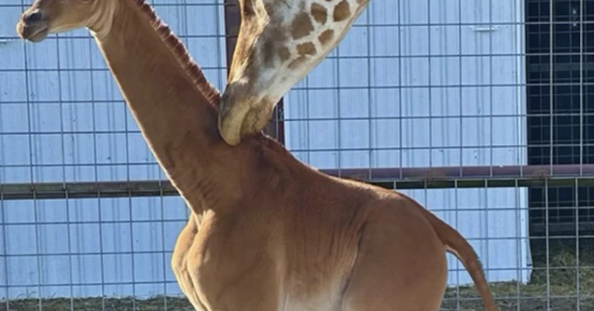 Rarest Of All Spotless Giraffe Born In Tennessee Zoo