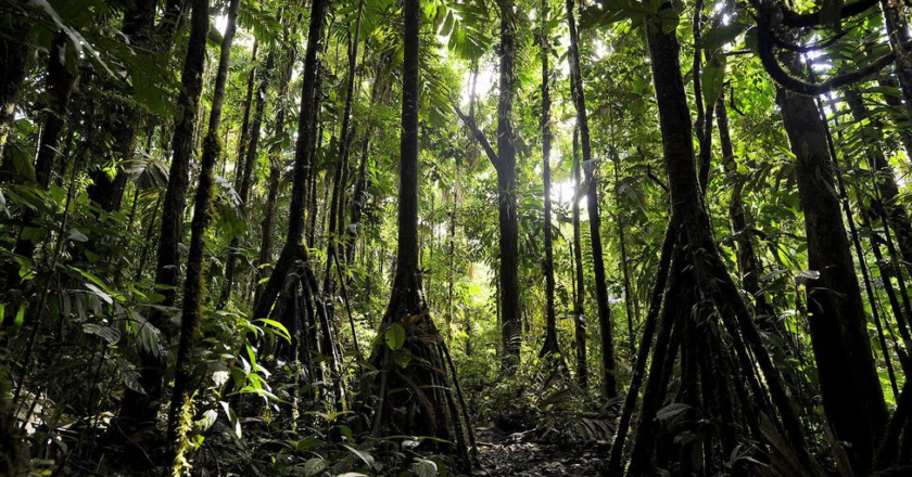 Curious Case Of Walking Trees In Rainforests Of Planet Earth