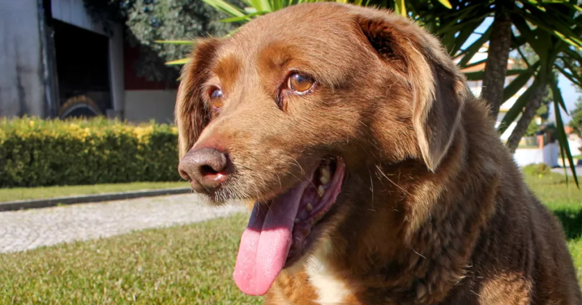 Bobi, the World’s Oldest Dog, Passed Away at 31