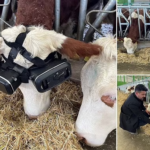 Virtual Reality Boosts Cow Comfort and Milk Production