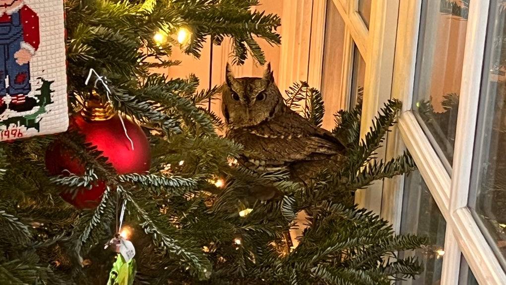 Kentucky Family Finds Baby Owl Cozying Up in Christmas Tree