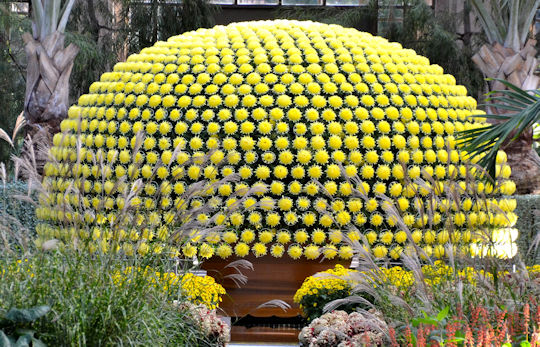 Chrysanthemum Show Brings a Burst of Color to Lahore