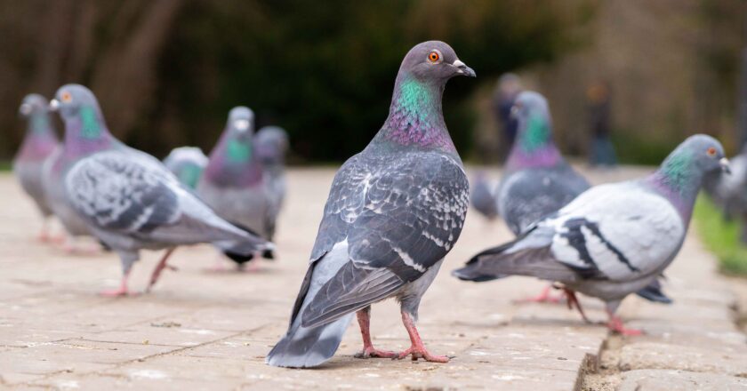 Pigeon Accused of Spying Released From Indian Custody
