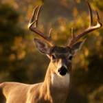 Zombie Deer Disease: A Growing Threat to Wildlife and Humans
