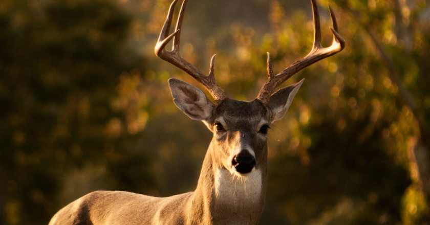 Zombie Deer Disease: A Growing Threat to Wildlife and Humans