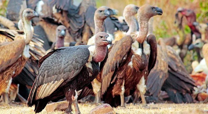 Vultures Are On The Verge Of Getting Extinct From World