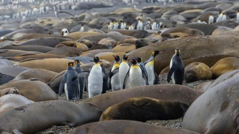 King Penguins Infected By Bird Flu for the First Time