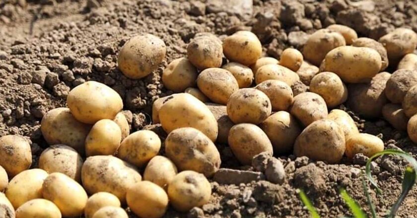 Pakistan Becomes World’s 9th Largest Potato Producers