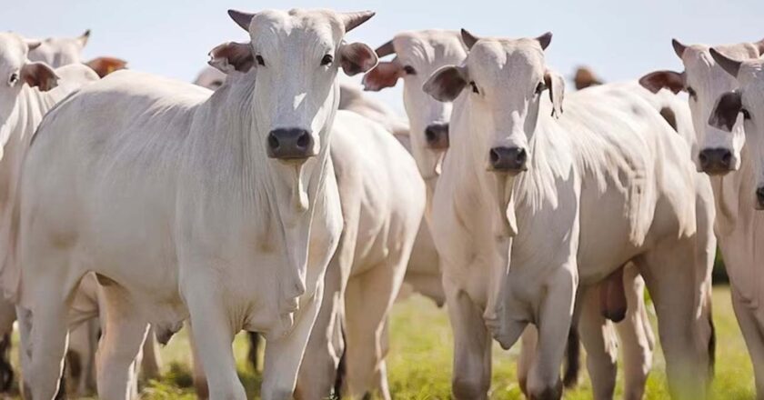 First Batch of 300 Brazilian Cattle Arrived at Sialkot International Airport