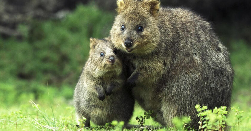 Quokka considered the happiest animal but goes against it 